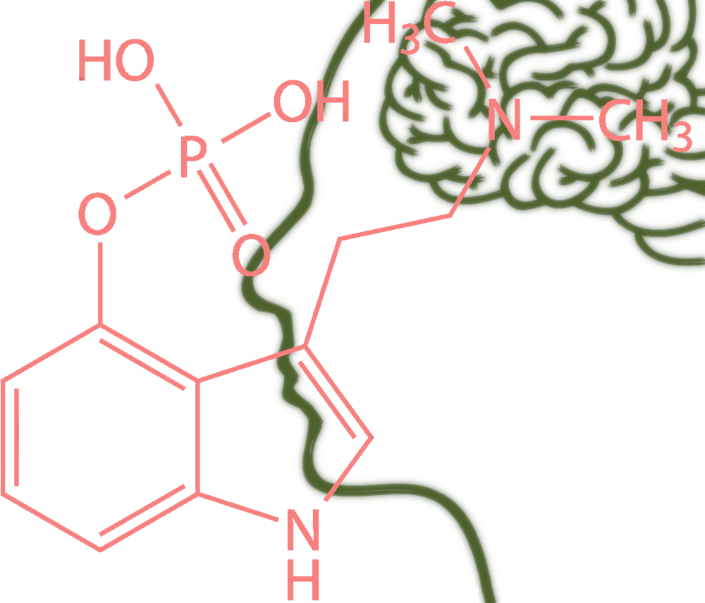  MagicTrufflesEffects: Dé plek voor zelfontwikkeling met Psilocybin